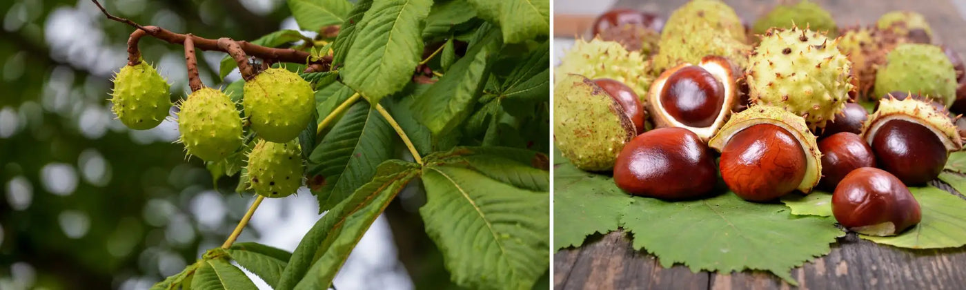 marronnier inde guide Amoseeds specialiste des super aliments Bio