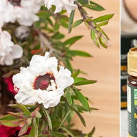 miel manuka critères Amoseeds specialiste des super aliments Bio 