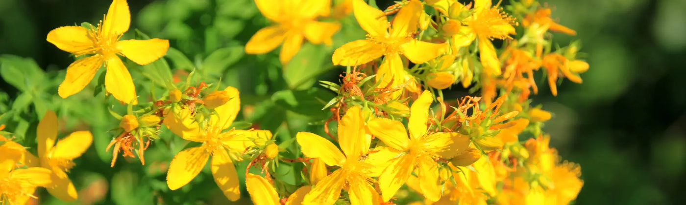 millepertuis hypericum perforatum bienfait guide utilisation risque amoseeds specialiste des super aliments bio