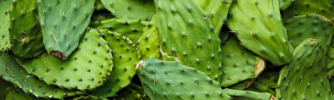 Nopal cactus bio amoseeds specialiste des super aliments bio