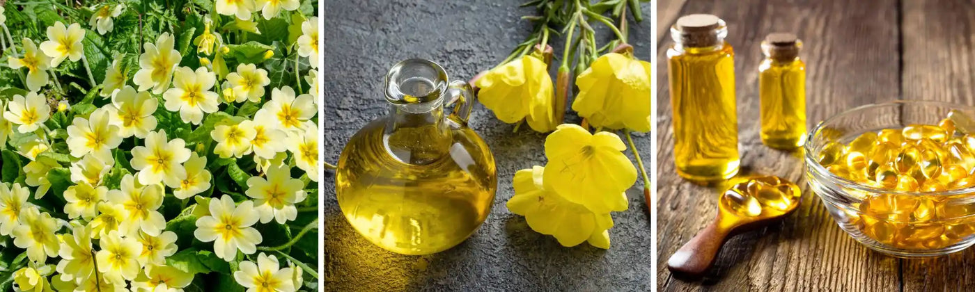 onagre guide phytotherapie Amoseeds specialiste des super aliments bio