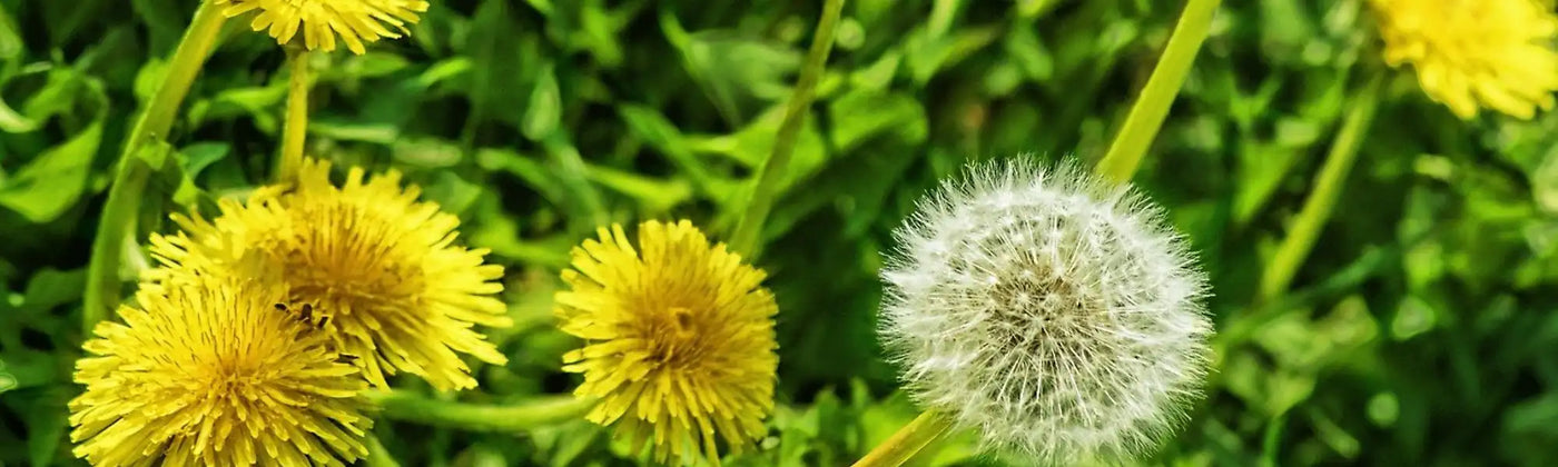 Pissenlit article bienfait guide utilisation risque amoseeds specialiste des super aliments bio