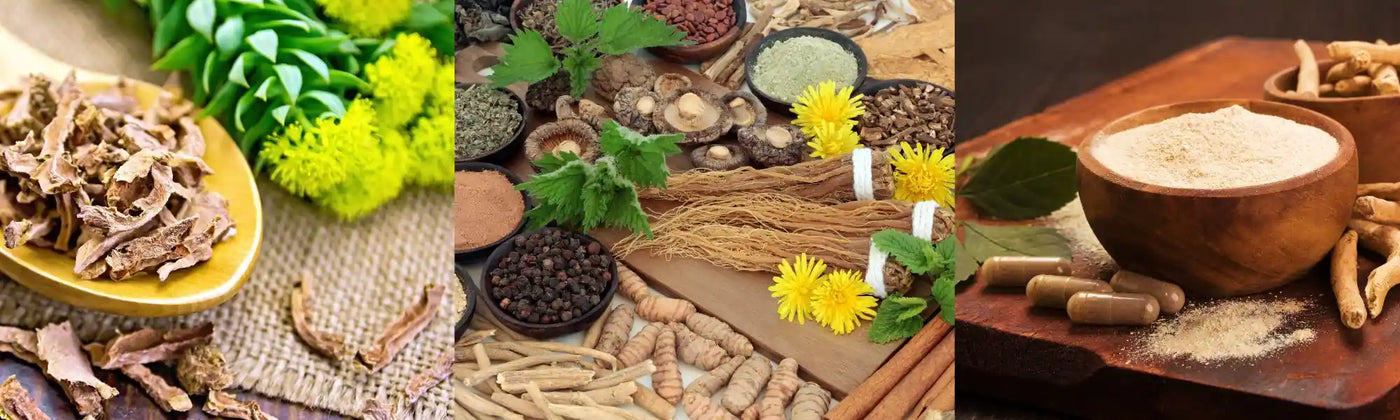 plantes adaptogenes Amoseeds specialiste des super aliments Bio