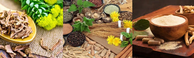 Plantes adaptogènes : c’est quoi et à quoi servent-elles ?