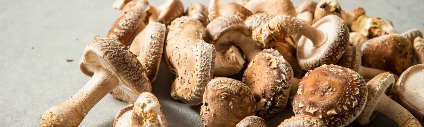 shiitake guide Amoseeds specialiste des super aliments Bio