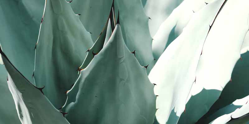 inuline agave bienfaits amoseeds specialiste des super aliments Bio