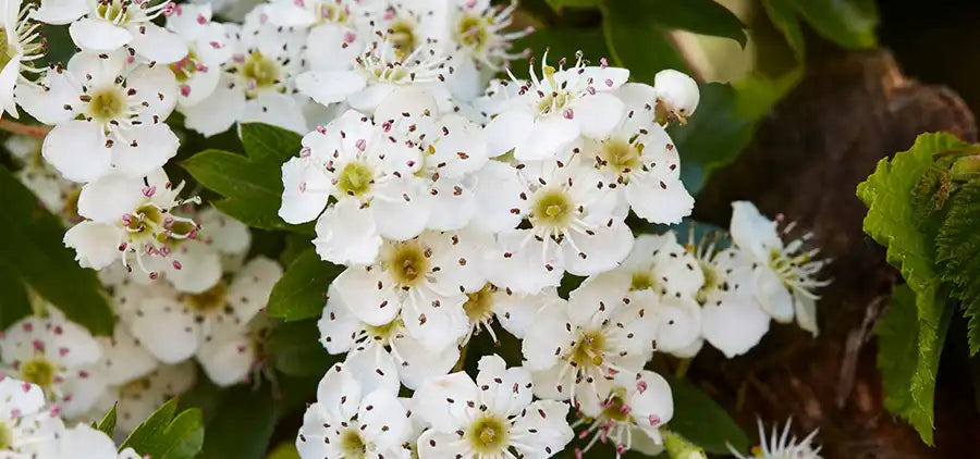 Aubépine Bio