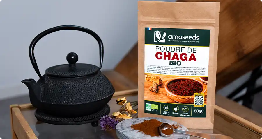 Tout savoir sur notre Chaga