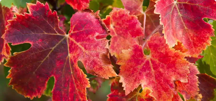 Vigne rouge Bio