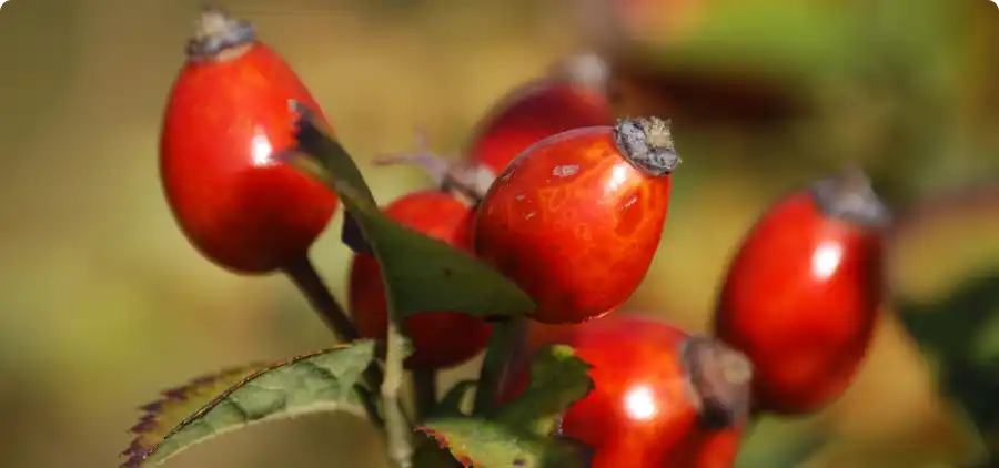 Cynorrhodon Bio