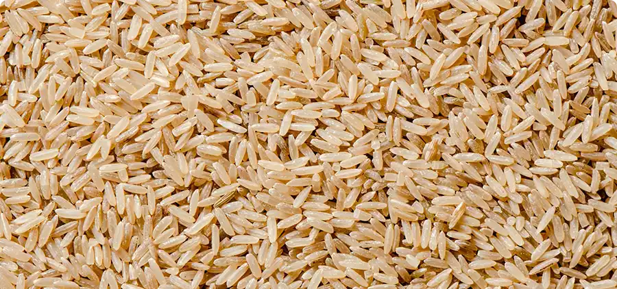 Levure de riz Bio