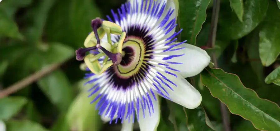 Passiflore Bio