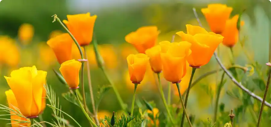 Pavot de Californie Bio
