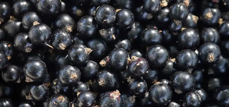 Cassis Bio