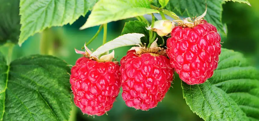 Framboisier Bio